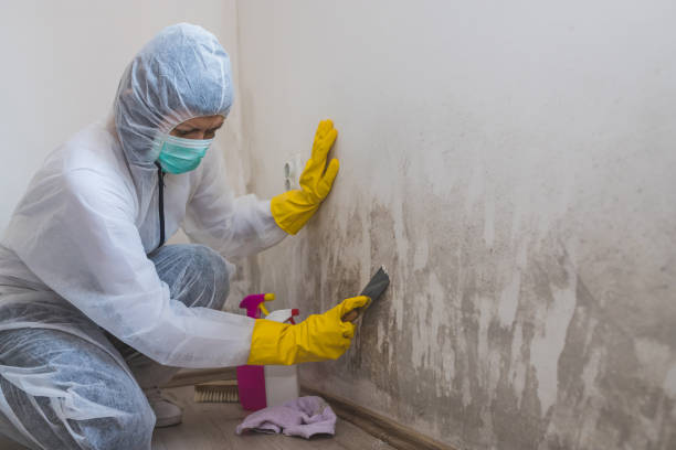 Best Mold Removal Company Near Me  in Blue Ash, OH