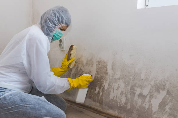 Best Mold Damage Repair  in Blue Ash, OH