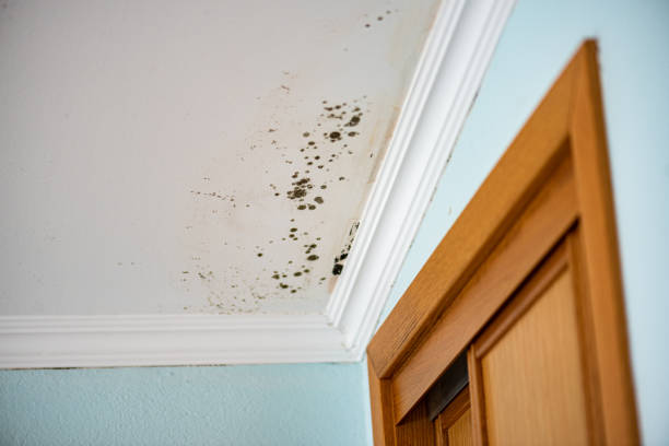 Best Same-Day Mold Removal  in Blue Ash, OH