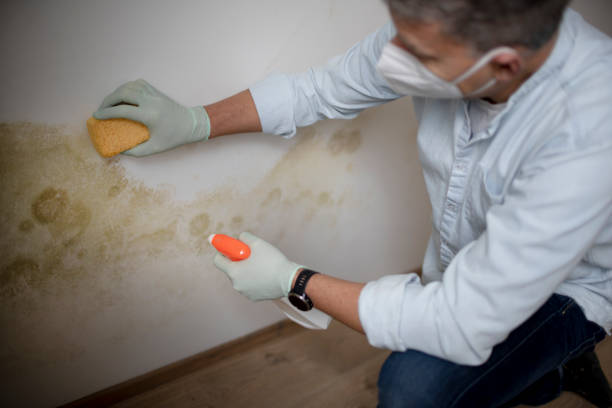 Best Black Mold Removal  in Blue Ash, OH