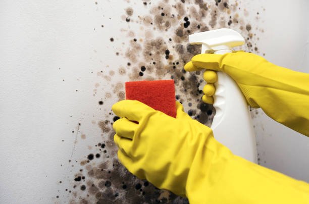 Best Office Mold Removal Services  in Blue Ash, OH
