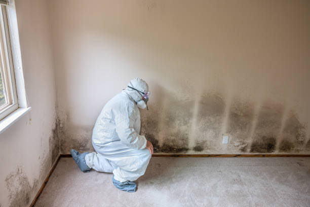 Best Black Mold Removal  in Blue Ash, OH