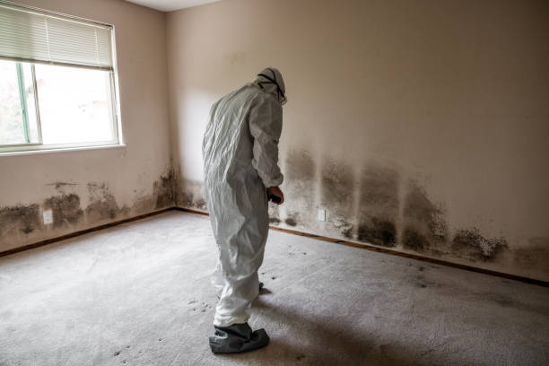 Best Commercial Mold Removal  in Blue Ash, OH