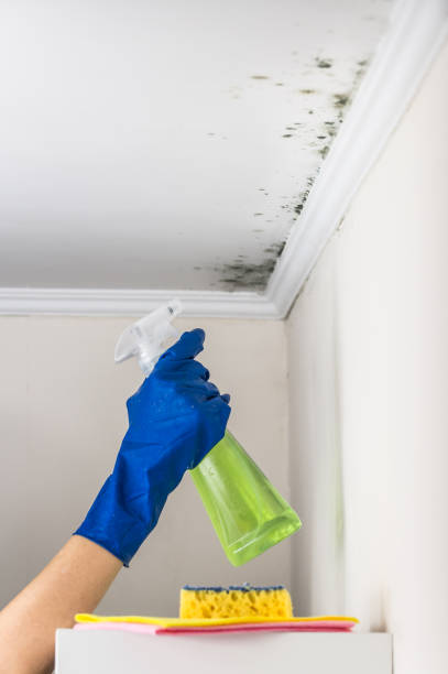 Mold Testing and Removal in Blue Ash, OH